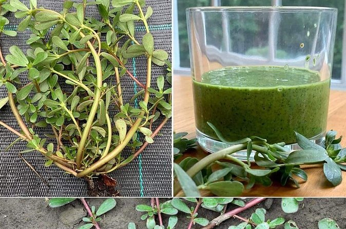 3 to 5 Hour Private Herbal Tour Shopping and Dinner at Ricks Cafe - How I would plan the day