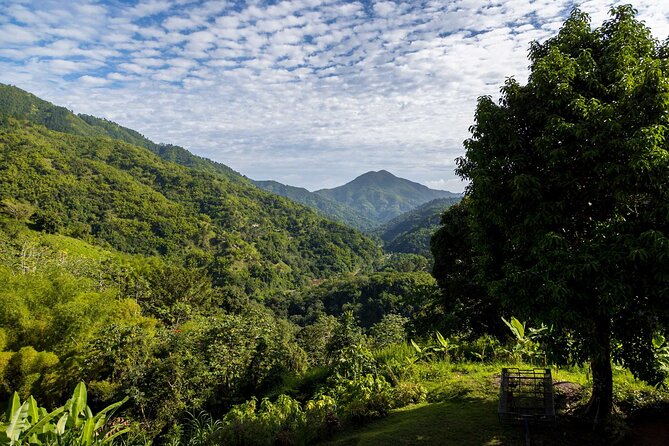 4-Hours Bike, Hike & Waterfall Tour in Blue Mountain with Lunch and Pick Up - The downhill bicycle ride changes the pace