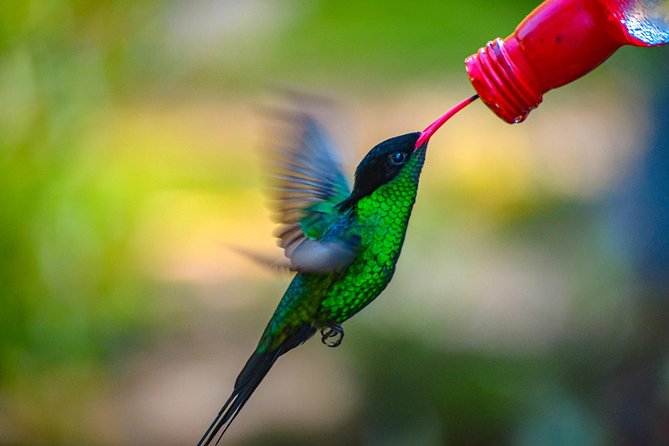 Ahhh Ras Natango Gallery and Garden Private Transfer - Is $97.44 Per Person Good Value?