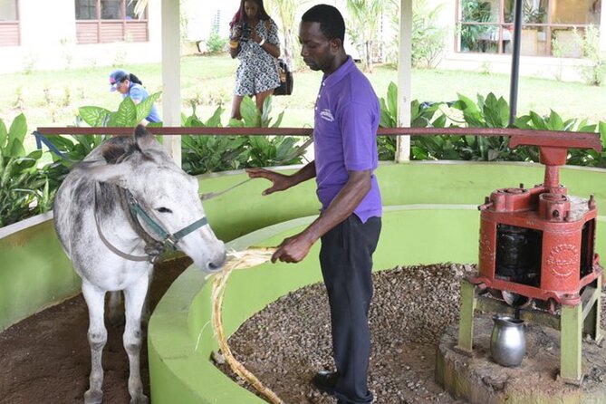 Appleton Estate Rum Factory And YS Falls Inclusive Tours From Montego Bay - Why this Montego Bay combination works