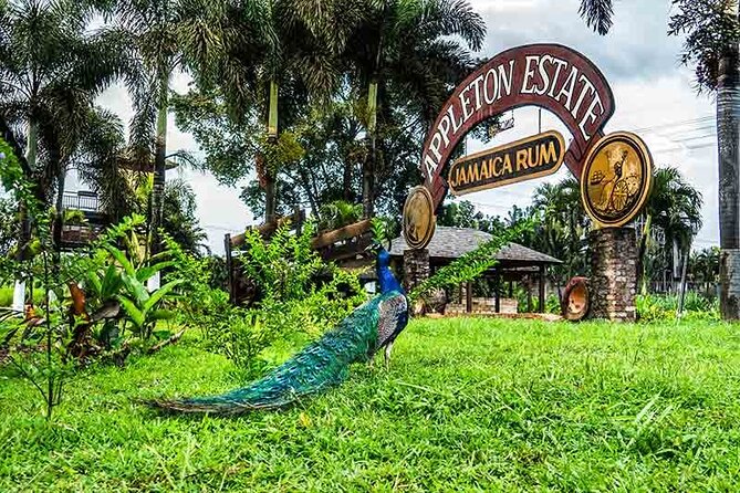 Appleton Estate Rum Private Tour - Ten Rum Samples, Not Just One Pour