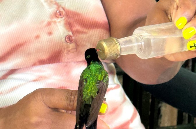 Bamboo rafting and bird sanctuary tour from Montegobay - Meeting the birds at Rocklands Bird Sanctuary