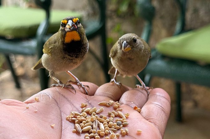 Bamboo rafting and bird sanctuary tour from Montegobay - What the two stops offer together