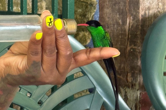 Bamboo rafting and bird sanctuary tour from Montegobay - Private transport from Montego Bay