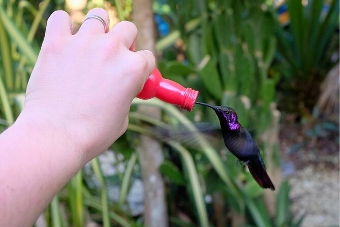 Bird Sanctuary and/or Lethe Bamboo Rafting from Montego Bay - Private Transport and Group Size