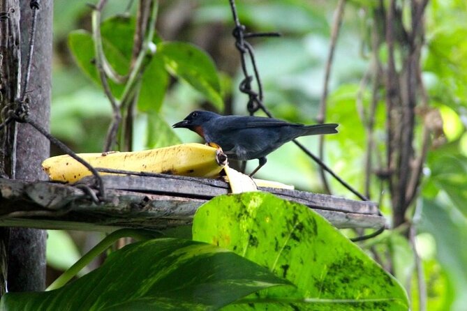 Bird Sanctuary and/or Lethe Bamboo Rafting from Montego Bay - Timing, Weather, and Cancellation Details