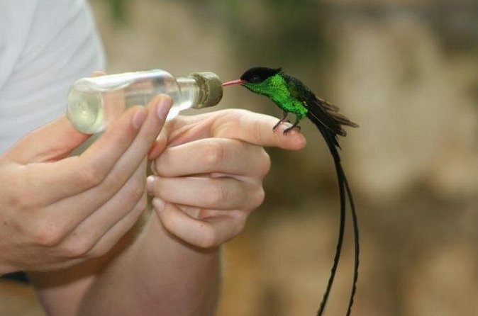 Bird Sanctuary (Montego Bay) Jamaica - What the $80 private trip really includes