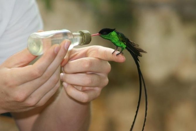 Bird Sanctuary (Montego Bay) Jamaica - Inside the garden, where birds come to you