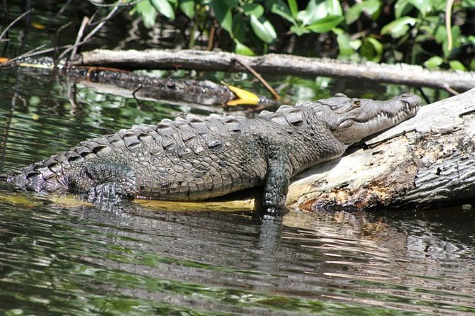 Black River Safari/YS Falls plus Floyd's Pelican Bar Private Tour - Three Jamaica sights in one long day