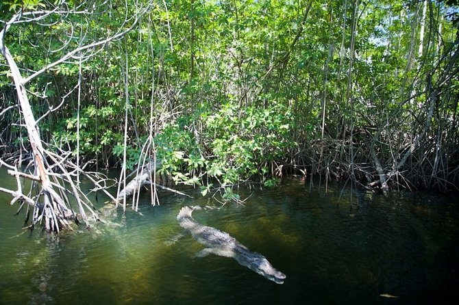 Black River Safari/YS Falls plus Floyd's Pelican Bar Private Tour - YS Falls: water, rope swings, and a tractor ride