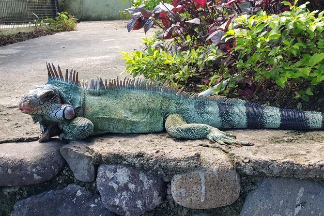Blue Hole & Konoko Falls Park Combo Tour from Montego Bay - Timing, pickup, and what to confirm