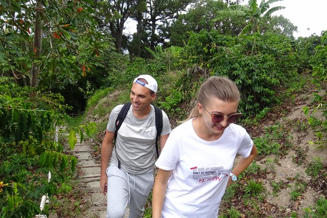 Blue Mountain Coffee and Sightseeing Tour - Vehicle comfort and what to confirm