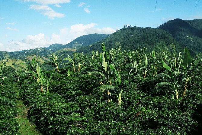 Blue Mountain Coffee, Bob Marley and Art Tour from Montego Bay - Devon House: lunch, patties, and ice cream