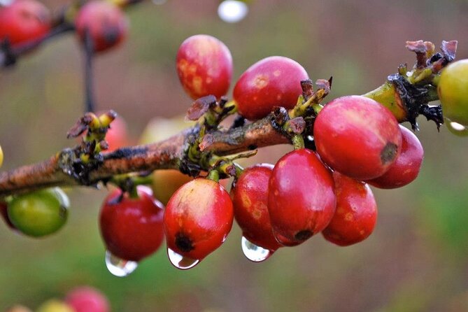 Blue Mountain Coffee, Bob Marley and Art Tour from Montego Bay - Strawberry Hill and the view from the mountains