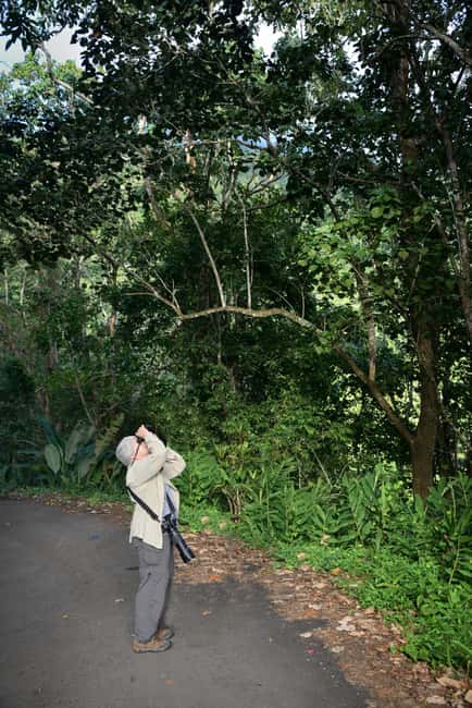 Blue Mountain Tour: A Half-Day Escape from Kingston - What the private format adds