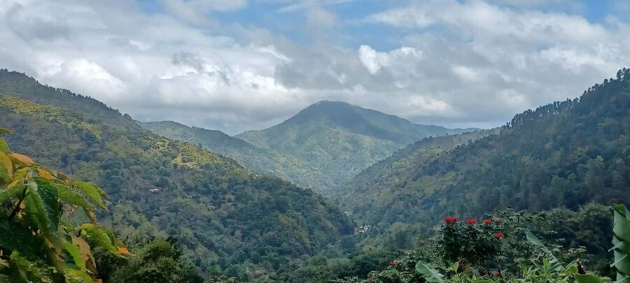 BLUE MOUNTAIN TOUR FROM OCHO RIOS - Why this trip is more than a coffee tasting