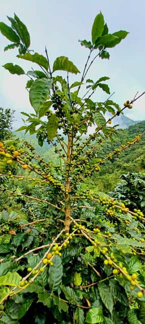 BLUE MOUNTAIN TOUR FROM OCHO RIOS - Ian Fleming’s airport and the James Bond connection