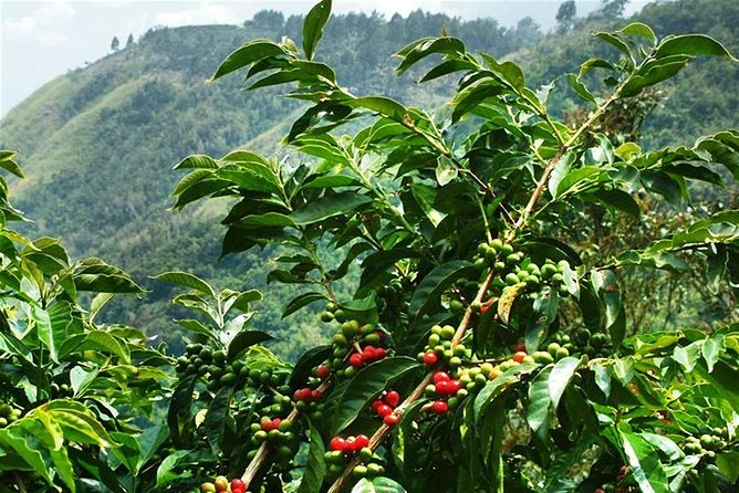 Blue Mountains Coffee Private Tour from Kingston - Why this Kingston coffee tour is worth considering