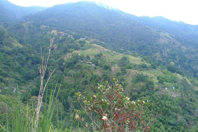Blue Mountains Coffee Private Tour from Kingston - How much time you need