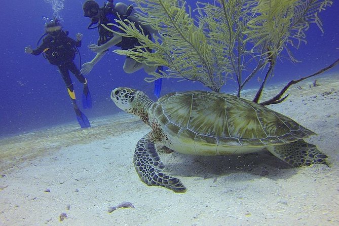 Certified 2-Tank Scuba Diving Tour from Montego Bay - Quick facts about the Montego Bay scuba tour