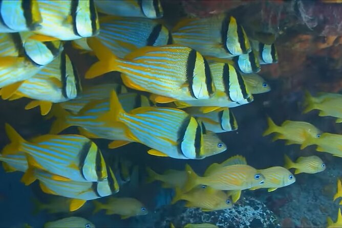 Customize Snorkeling with Option shopping Lunch & Stop local food - What the 2.5-hour Montego Bay outing is really like