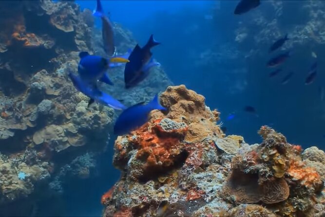 Customize Snorkeling with Option shopping Lunch & Stop local food - The boat ride leads toward the reef