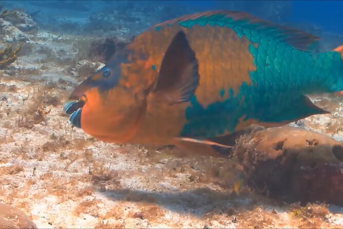 Customize Snorkeling with Option shopping Lunch & Stop local food - Snorkeling time is the heart of the trip