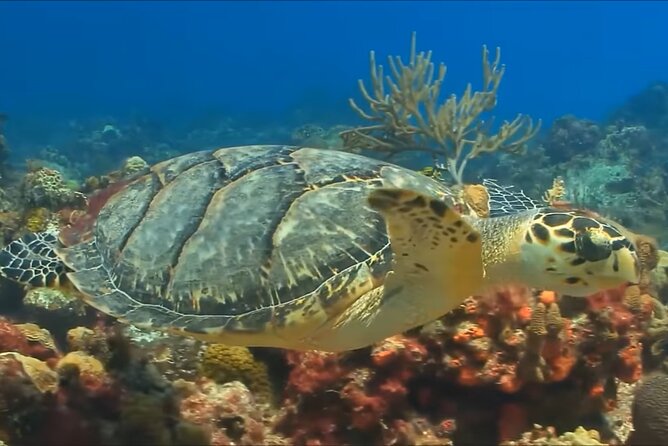 Customize Snorkeling with Option shopping Lunch & Stop local food - What the $65.99 price includes
