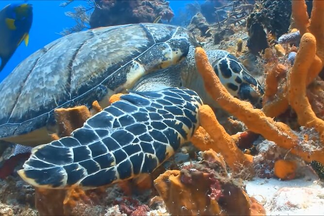 Customize Snorkeling with Option shopping Lunch & Stop local food - Small groups help, but the maximum is still 15