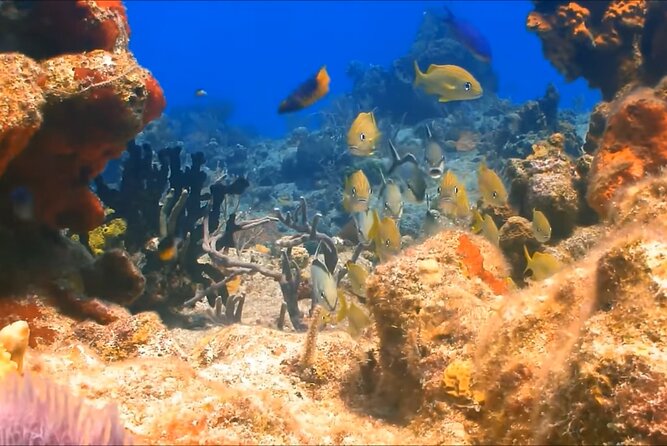 Customize Snorkeling with Option shopping Lunch & Stop local food - A local guide handles the safety briefing