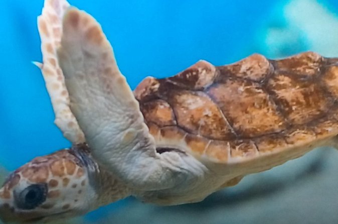 Discover Scuba Diving in Montego Bay - Why this Montego Bay program works for beginners