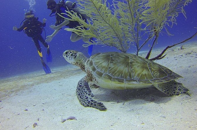 Discover Scuba Diving in Montego Bay - What to bring and what to confirm