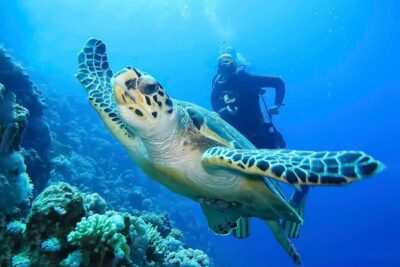 Discover Scuba Diving in Montego Bay-TWO Tank (First time Diving)