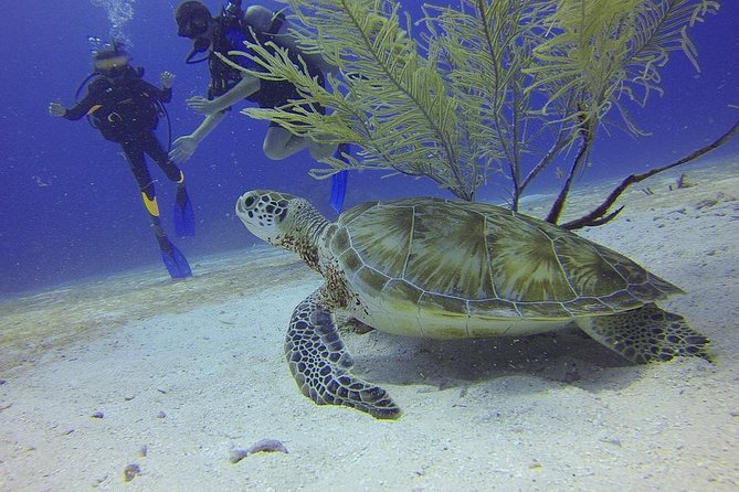 Discover Scuba Diving in Montego Bay - Getting comfortable with the scuba gear