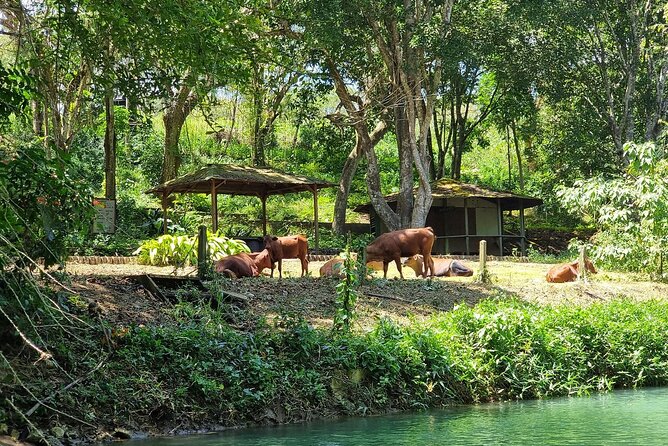 Dunn's River Falls Climb and Martha Brae Rafting {Entry Included} - The private ride from Montego Bay