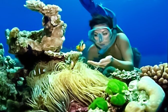 Family Fun-Snorkeling with Lunch Stop from Montego Bay - What you may see beneath the surface