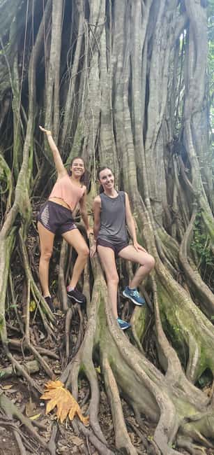 From Montego Bay: Blue Hole Waterfall Experience - Rope swings, jumps, and the less daring option