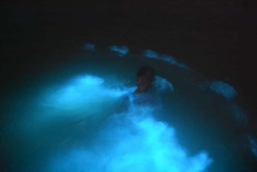 From Montego Bay: Luminous Lagoon Night Tour - What makes the Luminous Lagoon special