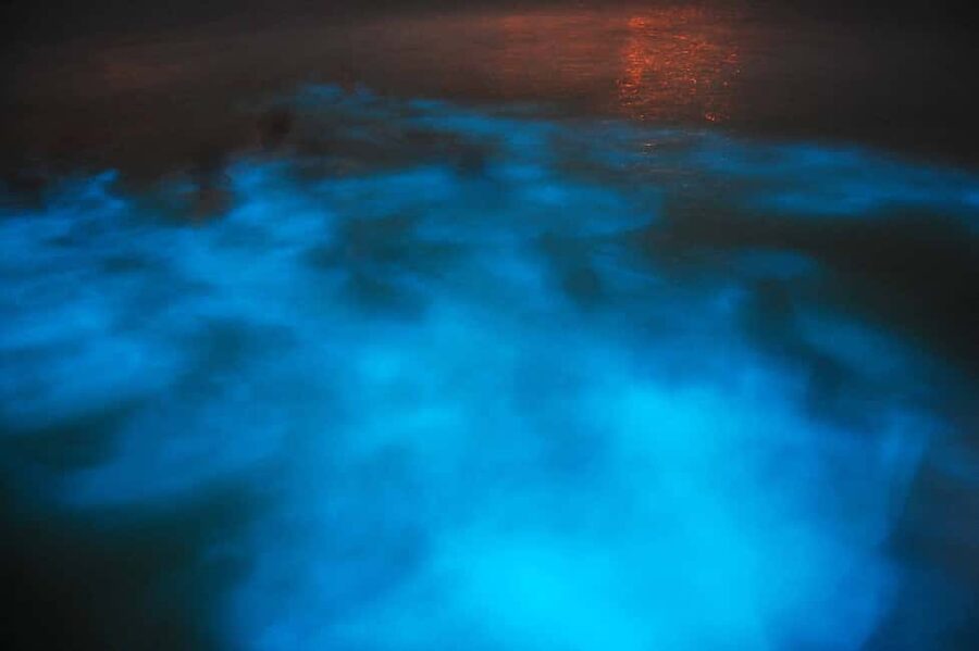 From Montego Bay: Luminous Lagoon Nighttime Boat Tour - Why Jamaica’s Luminous Lagoon is worth seeing at night