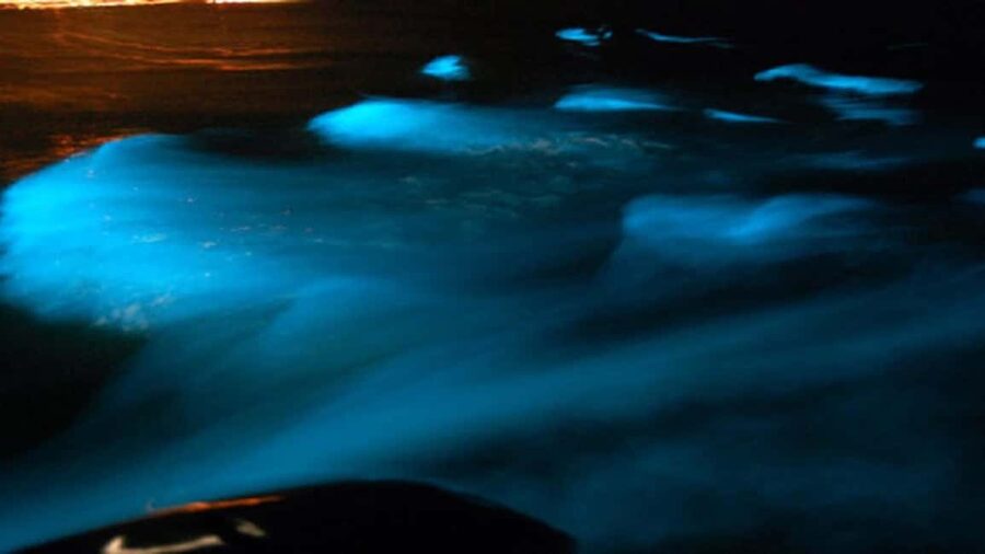 From Montego Bay: Luminous Lagoon Nighttime Boat Tour - Guides, drivers, and the human side of the evening