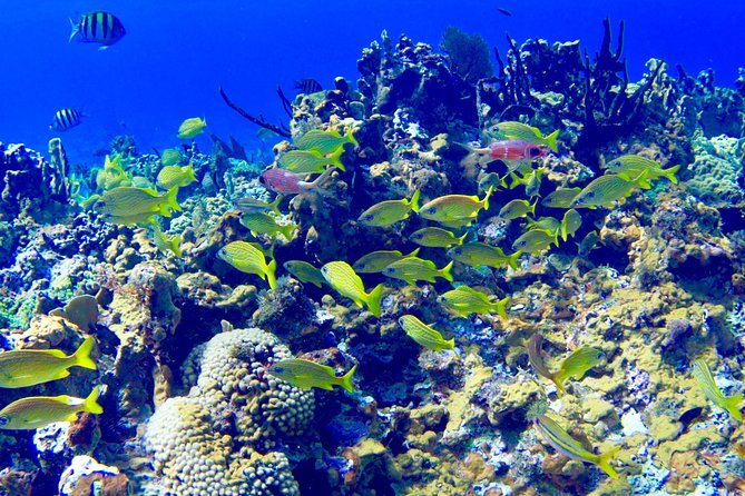 Glass Bottom Boat Ride/Snorkeling/Booby Cay Island from Negril - One hour above Negril’s coral reef