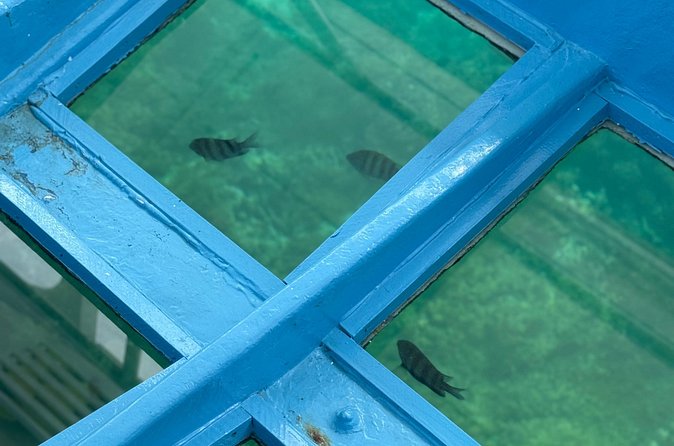 Glass bottom Boat Tour and Snorkeling Experience in Montego Bay - Snorkeling with Captain Poly