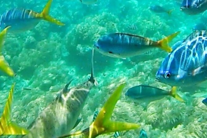 Glass Bottom Boat Water Activity in Montego Bay Jamaica - What the glass bottom boat offers in Montego Bay