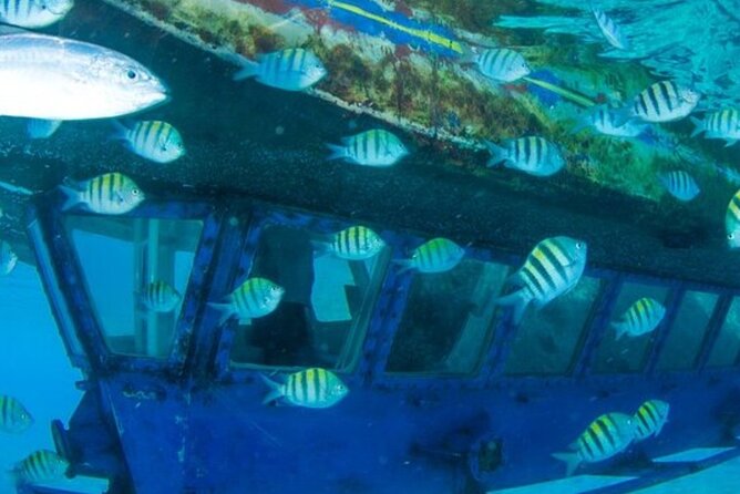 Glass Bottom Boat Water Activity in Montego Bay Jamaica - What you may see through the glass bottom