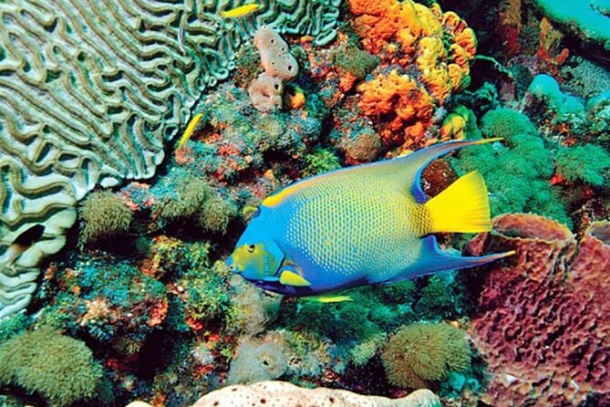 Glass Bottom Boat Water Activity in Montego Bay Jamaica - How much value do you get for $90?