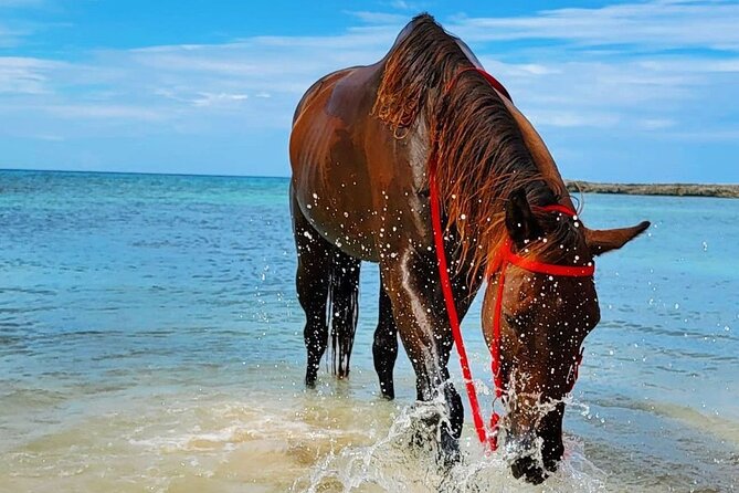 Horseback Ride and Swim Jamaica - Walking Into the Caribbean Sea