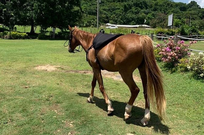 Horseback Ride, ATV and Catamaran Party Cruise from Montego Bay - Who will enjoy this Jamaica day most