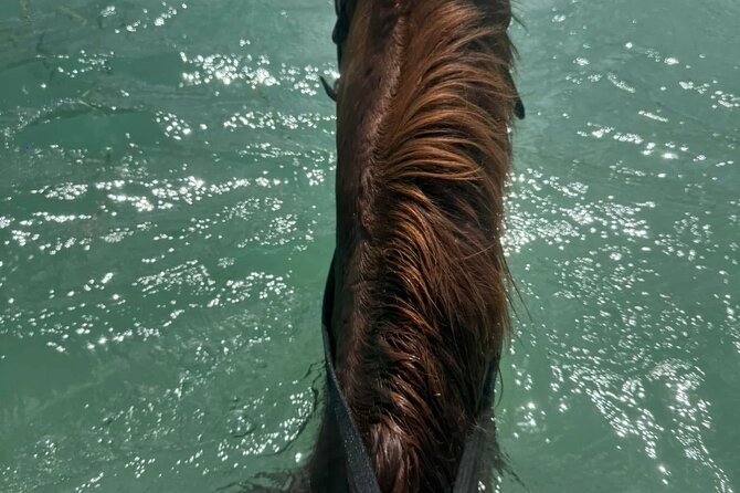 Horseback Riding In The Ocean from Montego Bay Private Transfer - Thomas and Odane: The human side of the outing