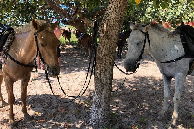 Horseback “SPECIAL”- Negril’s Beach Ride N’ Swim with Free photos/videos - Free photos and videos with your own phone