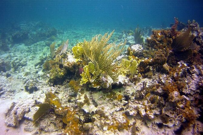 Incredible Negril Guided Snorkeling To Reef, Anchor, and Cannon - The anchor and cannon beneath Negril’s water